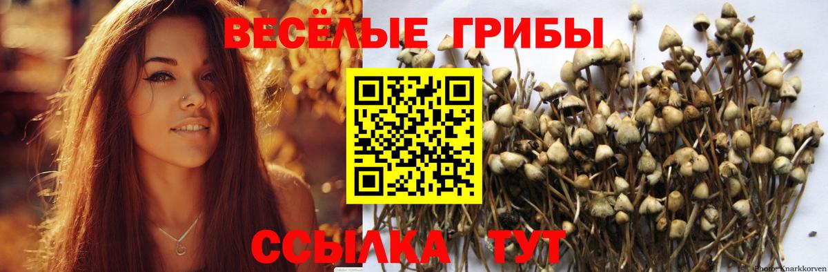 хочу наркоту  Галлюциногенные грибы Magic Shrooms  Псилоцибиновые грибы Magic Shrooms  Вход с VPN  Алатырь 